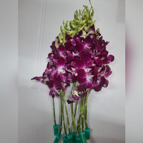 Flower 1