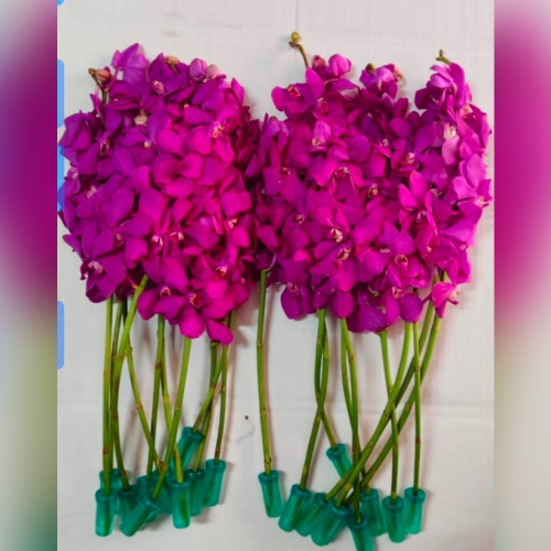 Flower 2