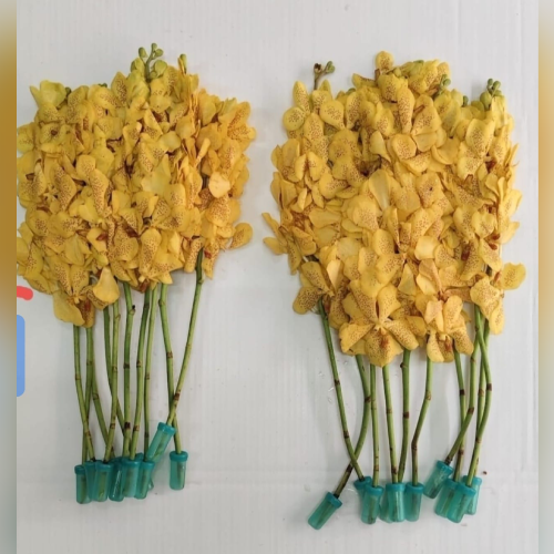 Flower 6